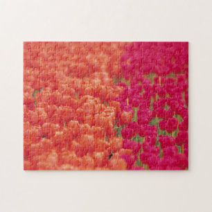 Puzzle Tulipes orange et rose
