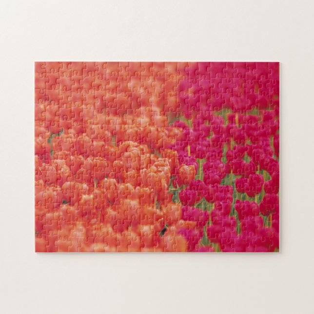 Puzzle Tulipes orange et rose (Horizontal)