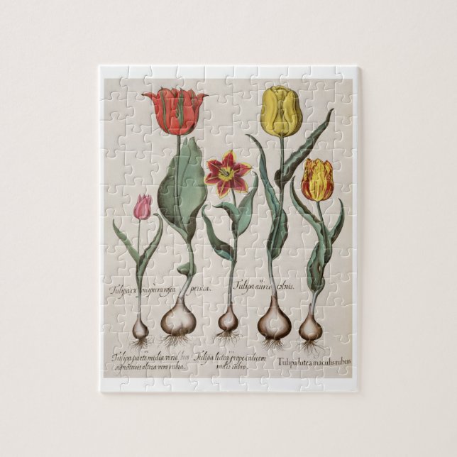Puzzle Tulipes : rubens de maculis du lutea 1.Tulipa ; Au (Vertical)