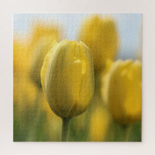 Puzzle Tulipes solaires