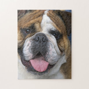 Puzzle Un bouledogue anglais en Belgique