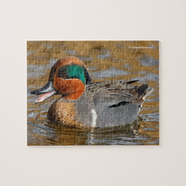 Puzzle Un canard Turquoise à ailes vertes à l'étang (Horizontal)