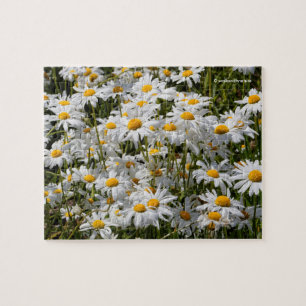 Puzzle Un champ de marguerites oculaires