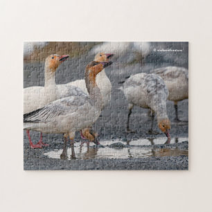 Puzzle Un groupe curieux d'outardes neigeuses