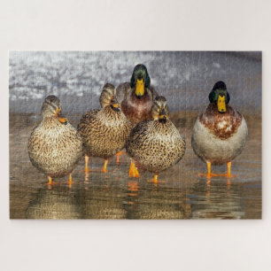 Puzzle Un groupe de canards photo