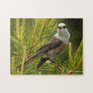 Puzzle Un joli et curieux gris Jay / Whiskeyjack