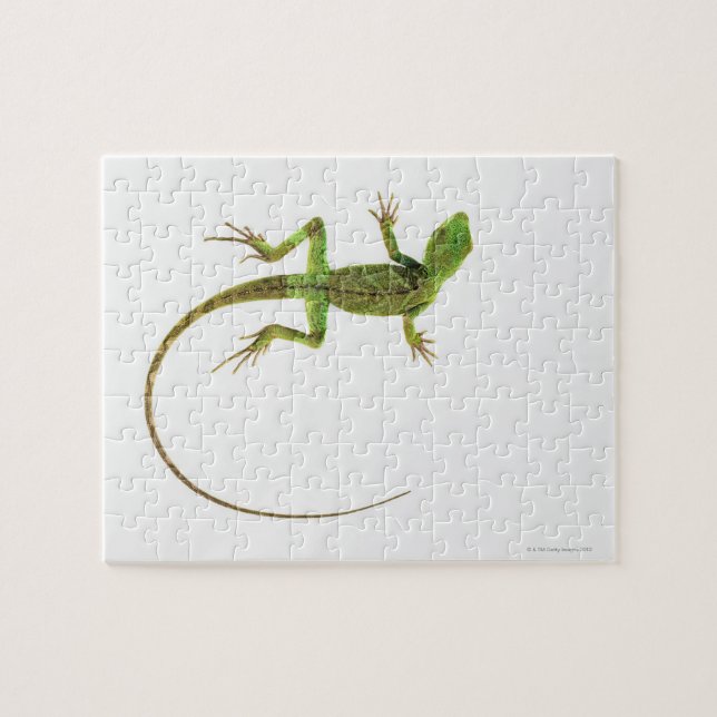 Puzzle Un lézard sur fond blanc pur (Horizontal)
