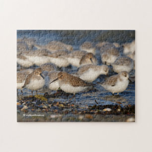 Puzzle Un troupeau de Dunlins et Sanderlings à la plage