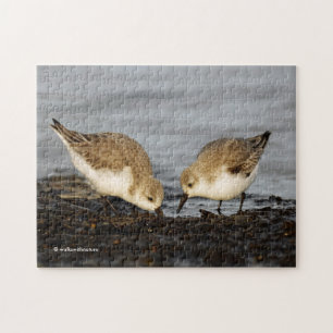 Puzzle Une paire d'actions Sanderlings