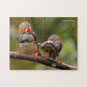 Puzzle Une paire de poches de Zebra Finches