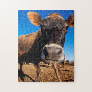 Puzzle Une vache jersey curieuse