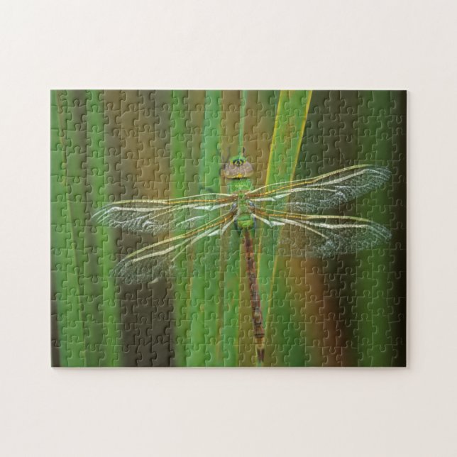 Puzzle USA, Géorgie. Dragonfly vert sur roseaux (Horizontal)