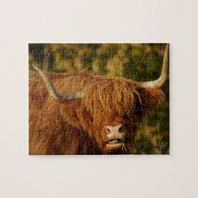 Puzzle Vache écossaise des Highlands (Horizontal)