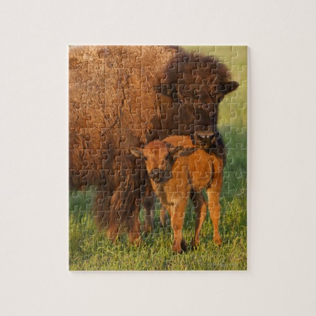 Puzzle Vache et veau de bison américain, Dakota du Nord (Vertical)