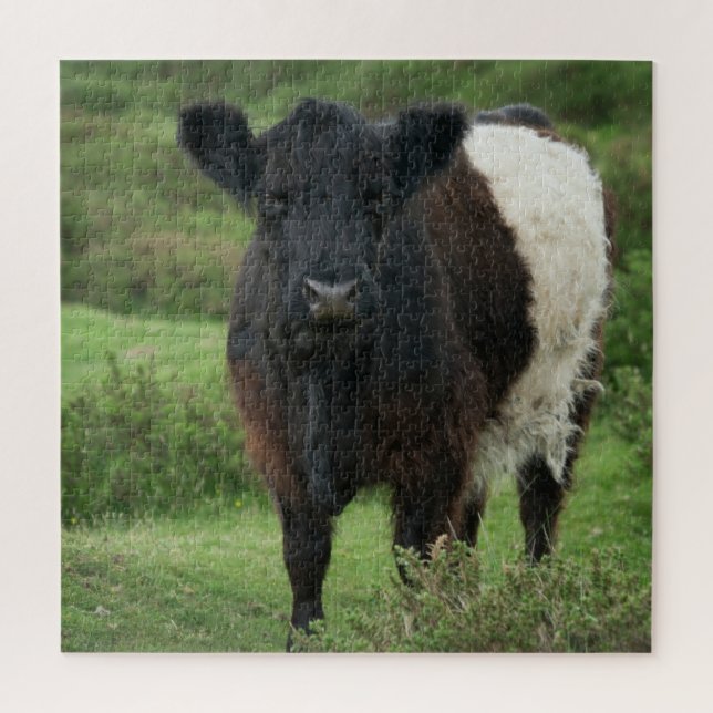Puzzle Vache galloway à ceinture (Vertical)