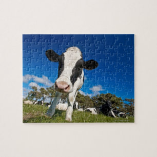 Puzzle Vaches alimentant sur le pâturage 2