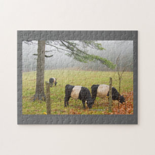Puzzle Vaches ceinturées à Galloway à la ferme dans