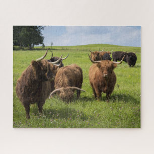 Puzzle Vaches écossaises des Highlands sur le pâturage