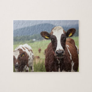 Puzzle Vaches pâturantes