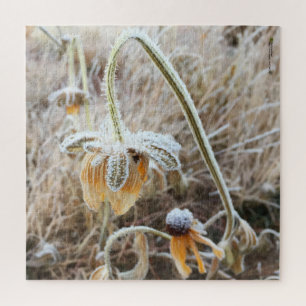 Puzzle Vapeur hivernal Rudbeckia en fleurs