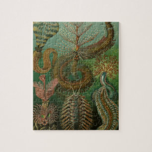 Puzzle Vers Annélides Chaetopoda vintage par Ernst Haecke