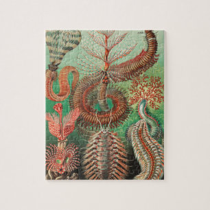 Puzzle Vers, Annelids Chaetopoda par Ernst Haeckel