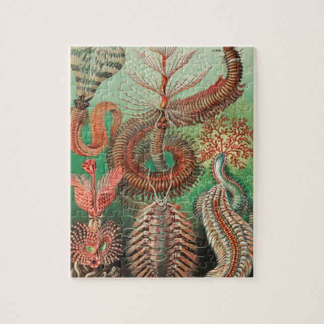 Puzzle Vers, Annelids Chaetopoda par Ernst Haeckel (Vertical)