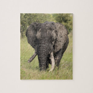 Puzzle Vieux taureau d'éléphant africain - défense cassée
