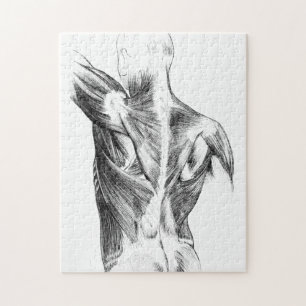 Puzzle Vintage Anatomy   Back Muscles  (circa 1852)   B/W