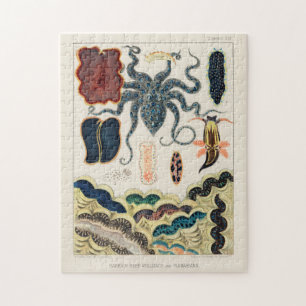 Puzzle Vintage Great Barrier Reef Molluscs and Planarians