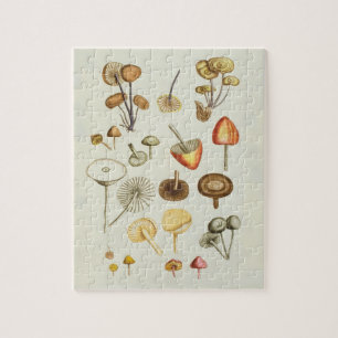 Puzzle Vintage illustration of a collection of mushrooms