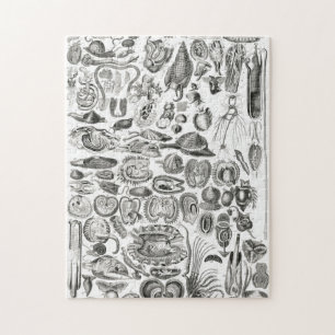 Puzzle Vintage Mollusca Sea Ocean Snail Marine