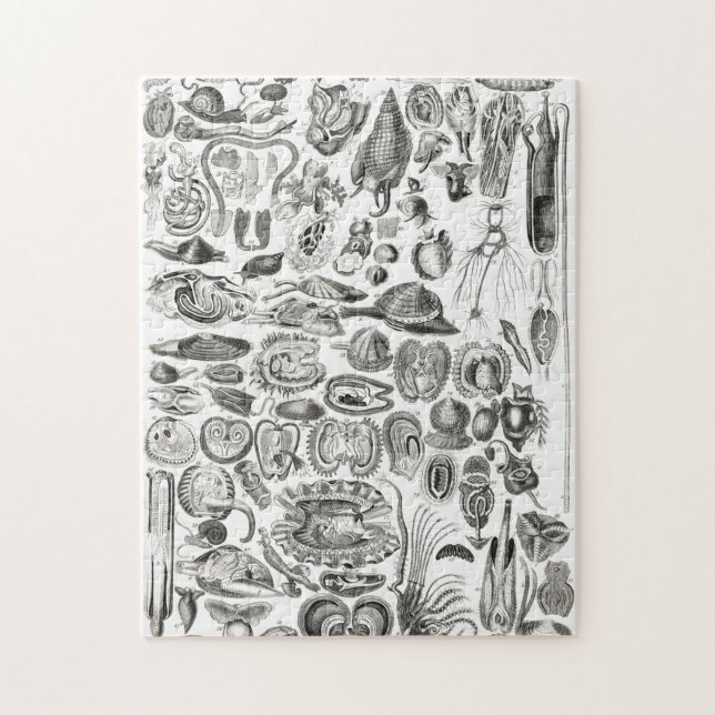Puzzle Vintage Mollusca Sea Ocean Snail Marine (Vertical)