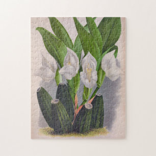 Puzzle Vintage Orchidée blanche Anguloa Uniflora Lindenia