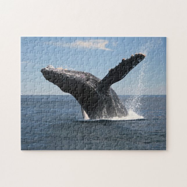 Puzzle Violation adulte de baleine de bosse (Horizontal)