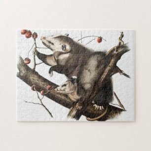 Puzzle Virginian Opossum Didelphis Virginia Illustration