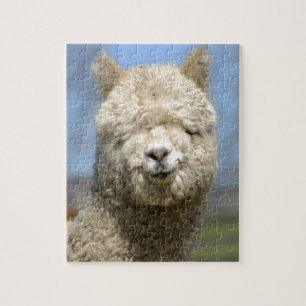 Puzzle Visage blanc brouillé d'alpaga