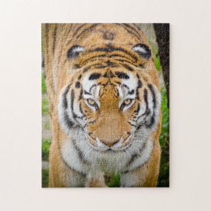 Puzzle Visage de tigre