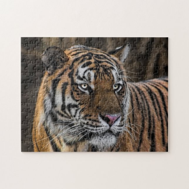 Puzzle Visage lisse de chat sauvage de tigre (Horizontal)