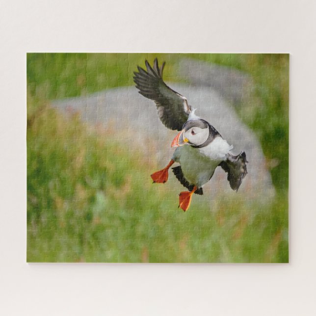 Puzzle Vol d'oiseau de macareux atlantique avec les ailes (Horizontal)