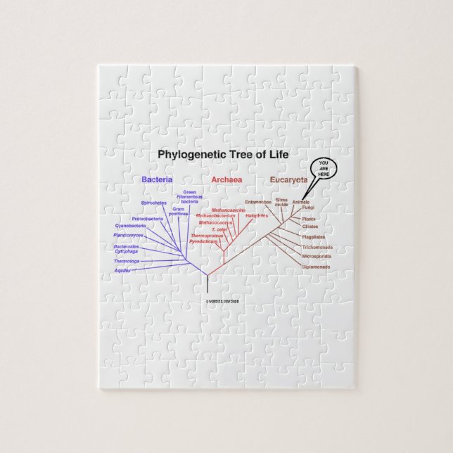 Puzzle Vous Êtes Ici L'Arbre Phylogénétique De La Vie (Bi (Vertical)