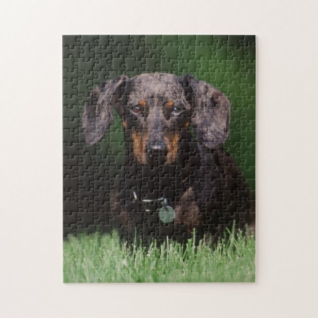 Puzzle Vue de Dachshund couleur Dapple (Vertical)