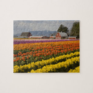 Puzzle WA, Skagit Valley, Champs de tulipe en fleur, à
