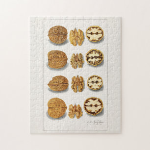 Puzzle Walnuts (Juglans) Fruit Watercolor Painting