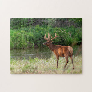 Puzzle Wapiti mâle dans le National Bison Range, Montana