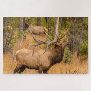 Puzzle Wapiti mâle Parc national de Rocky Mountain, Col