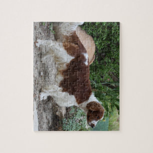 Puzzle Welsh_Springer_Spaniel_full.png