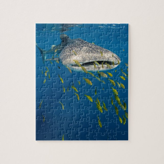 Puzzle Whale Shark with fish, Indonésie (Vertical)