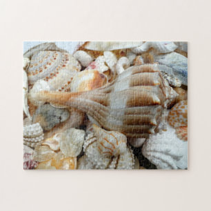 Puzzle Whelk de Beach Shells