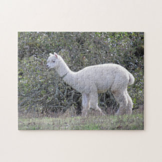 Puzzle - White Alpaca